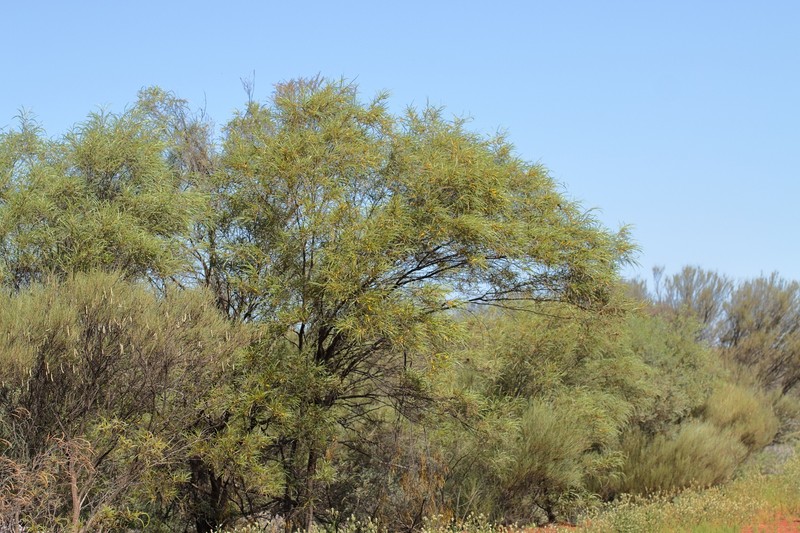 Acacia anastema photo 2
