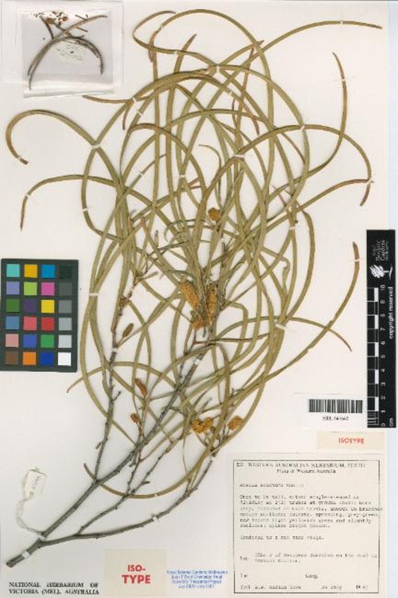 Acacia anastema photo 3
