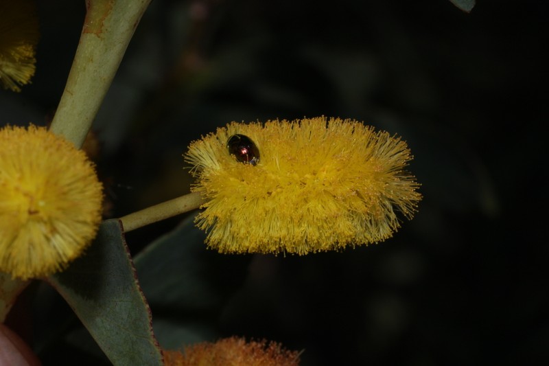 Acacia anastomosa