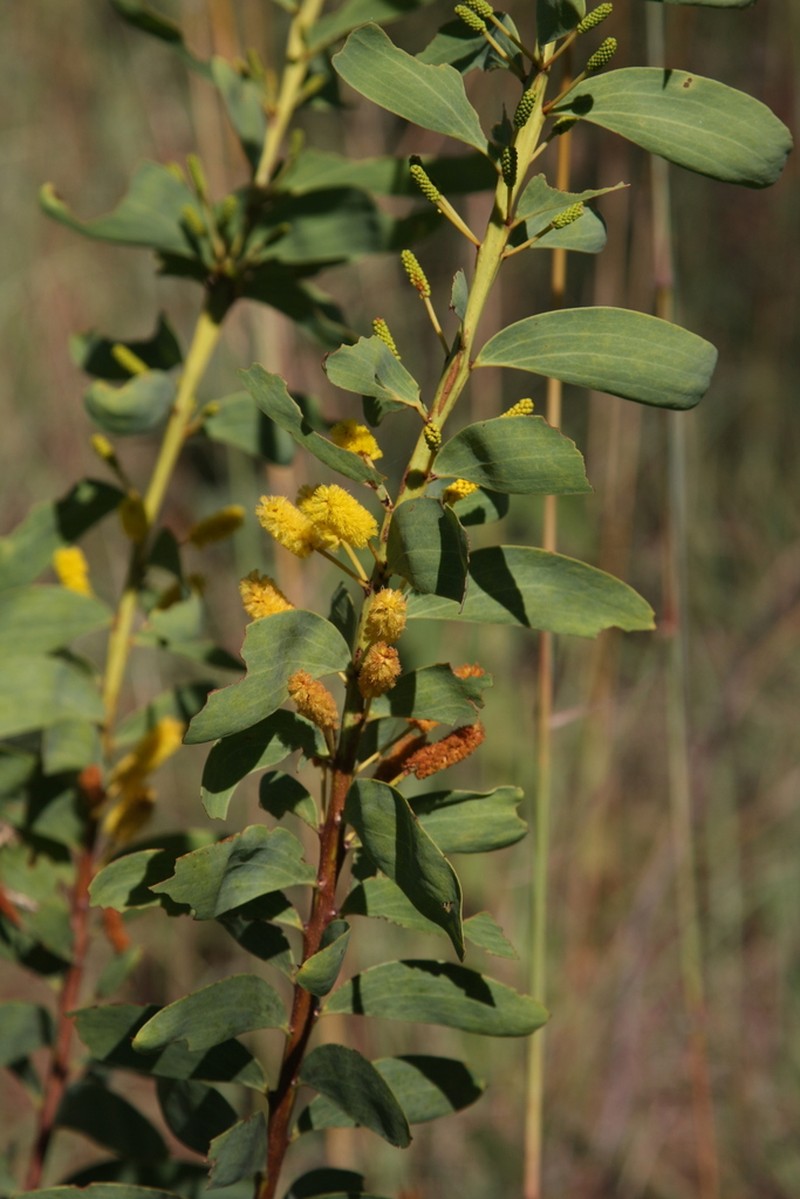 Acacia anastomosa photo 2