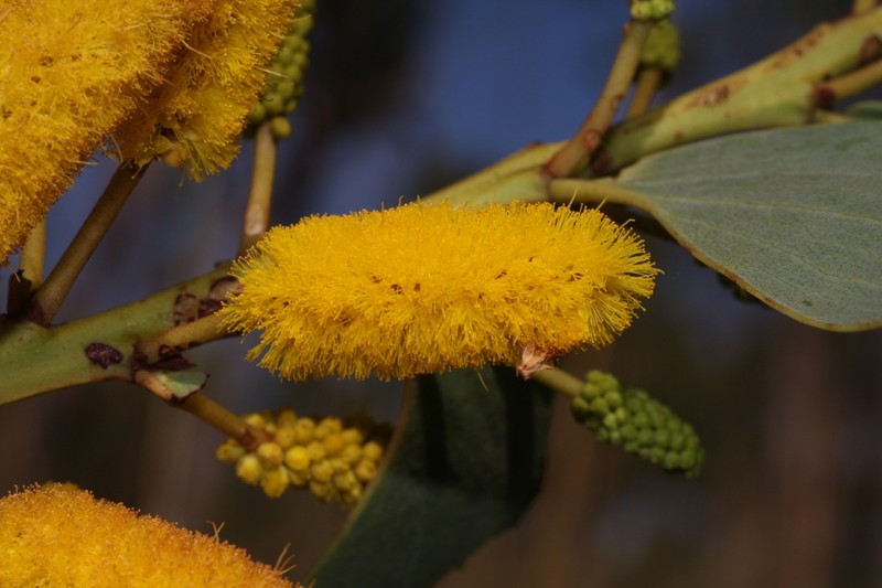 Acacia anastomosa photo 3