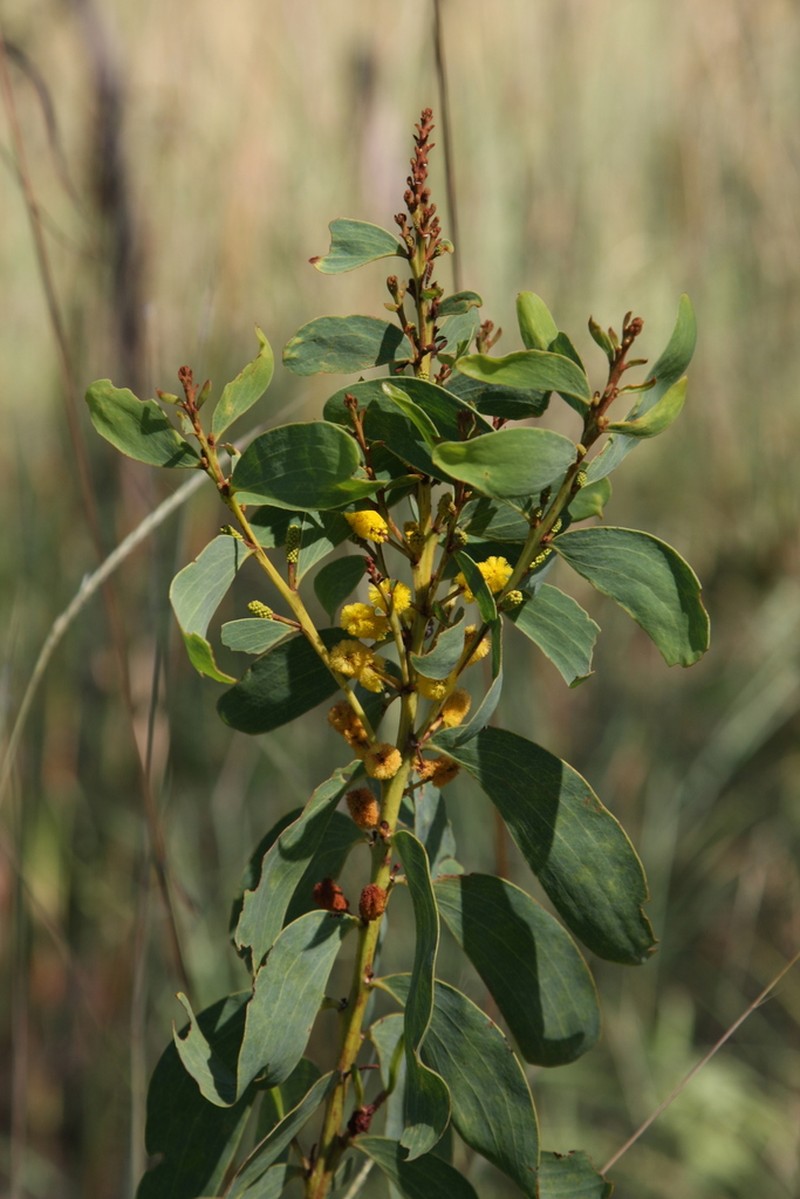 Acacia anastomosa photo 4
