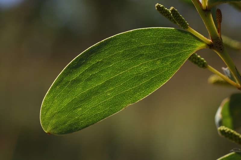Acacia anastomosa photo 5