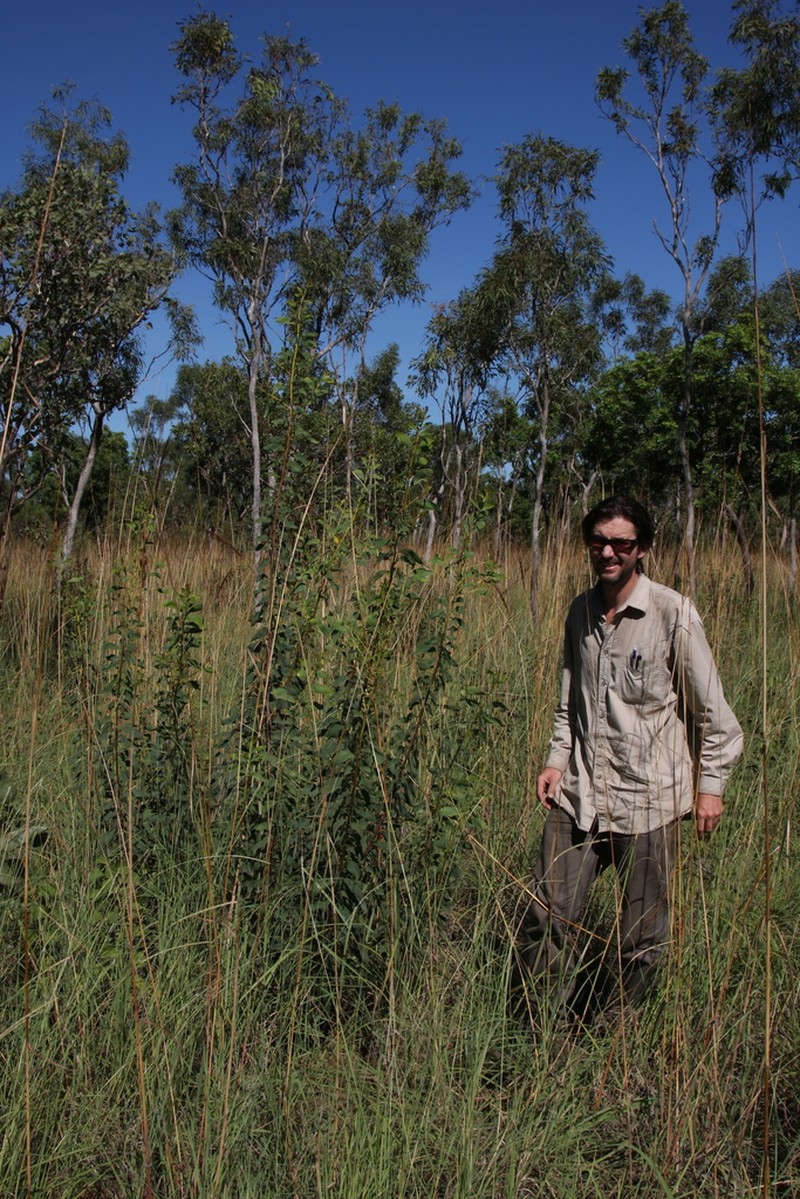 Acacia anastomosa photo 6