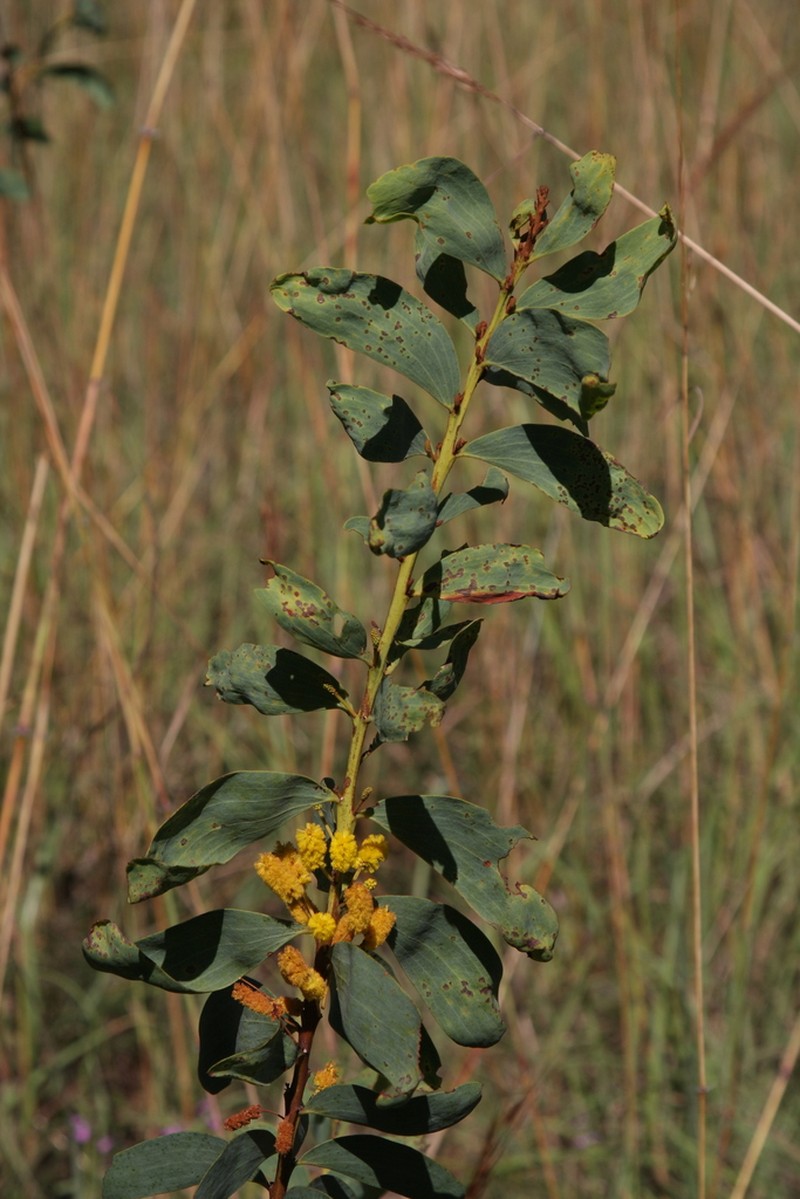 Acacia anastomosa photo 7