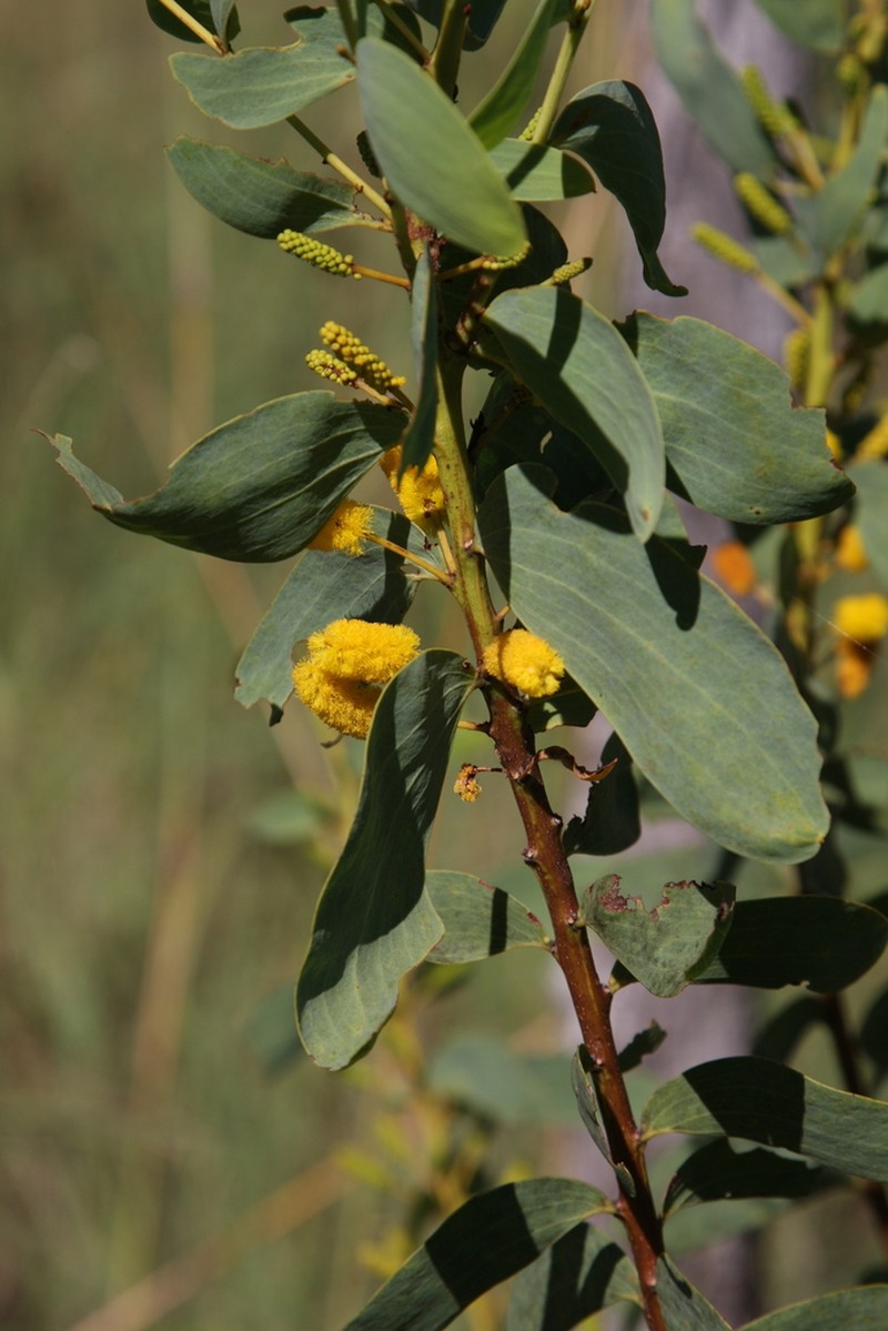 Acacia anastomosa photo 8