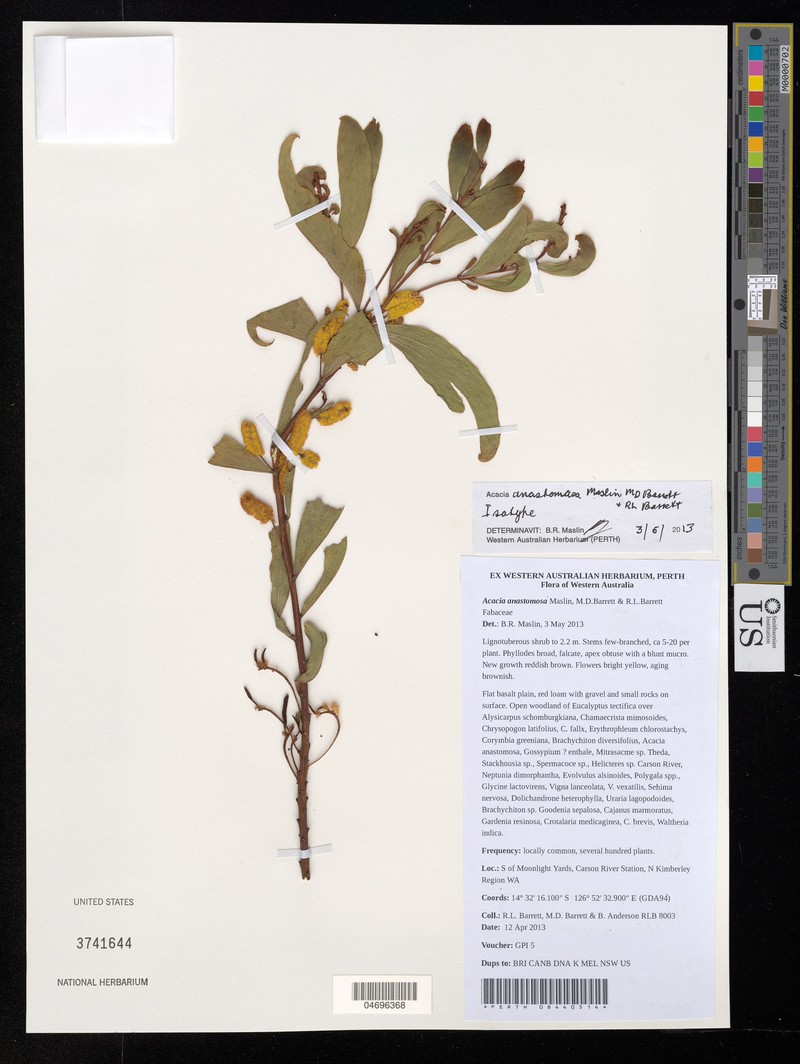 Acacia anastomosa