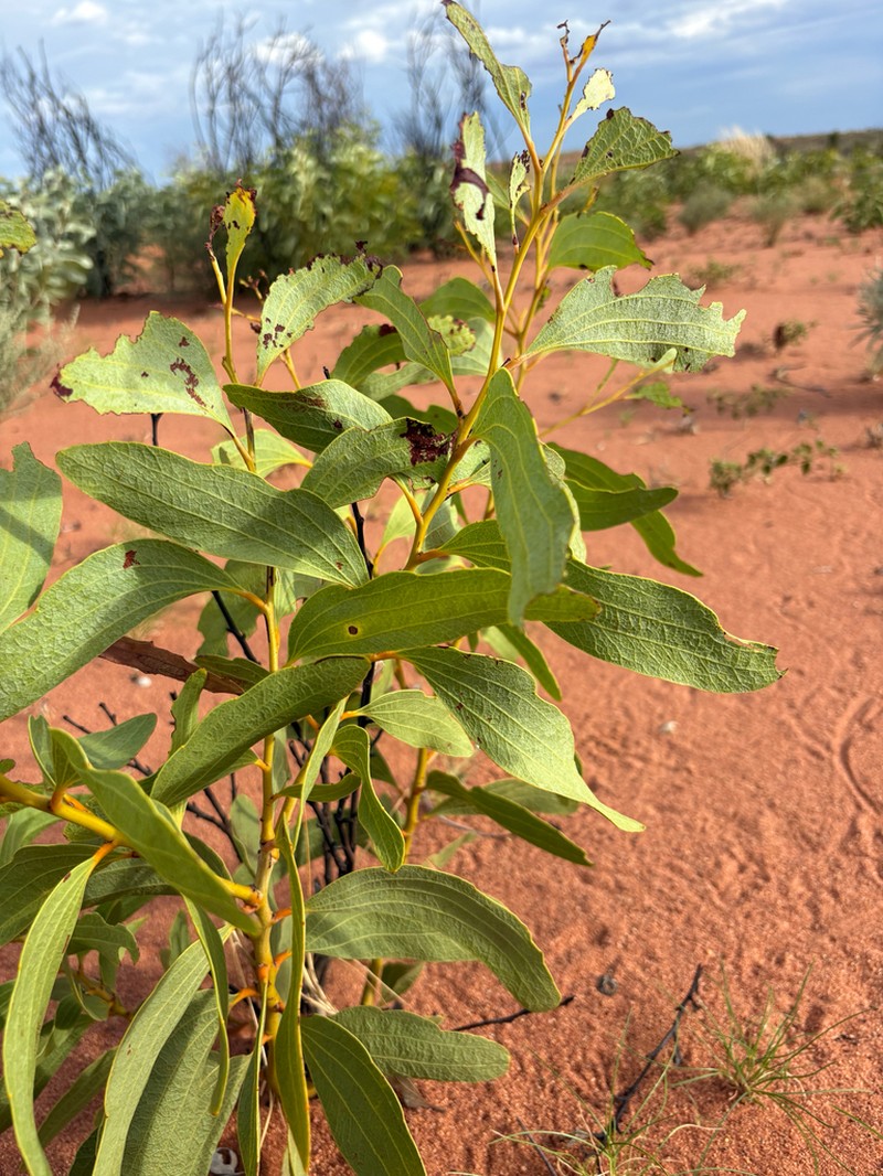 Acacia anaticeps photo 2