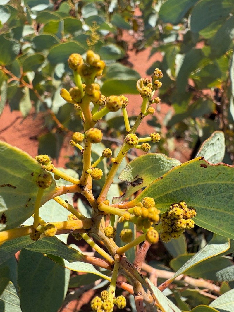 Acacia anaticeps photo 4