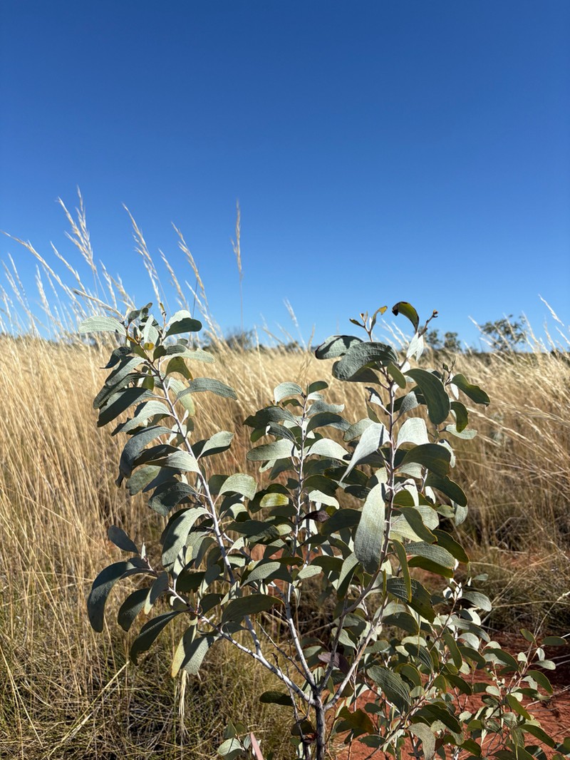 Acacia anaticeps photo 5