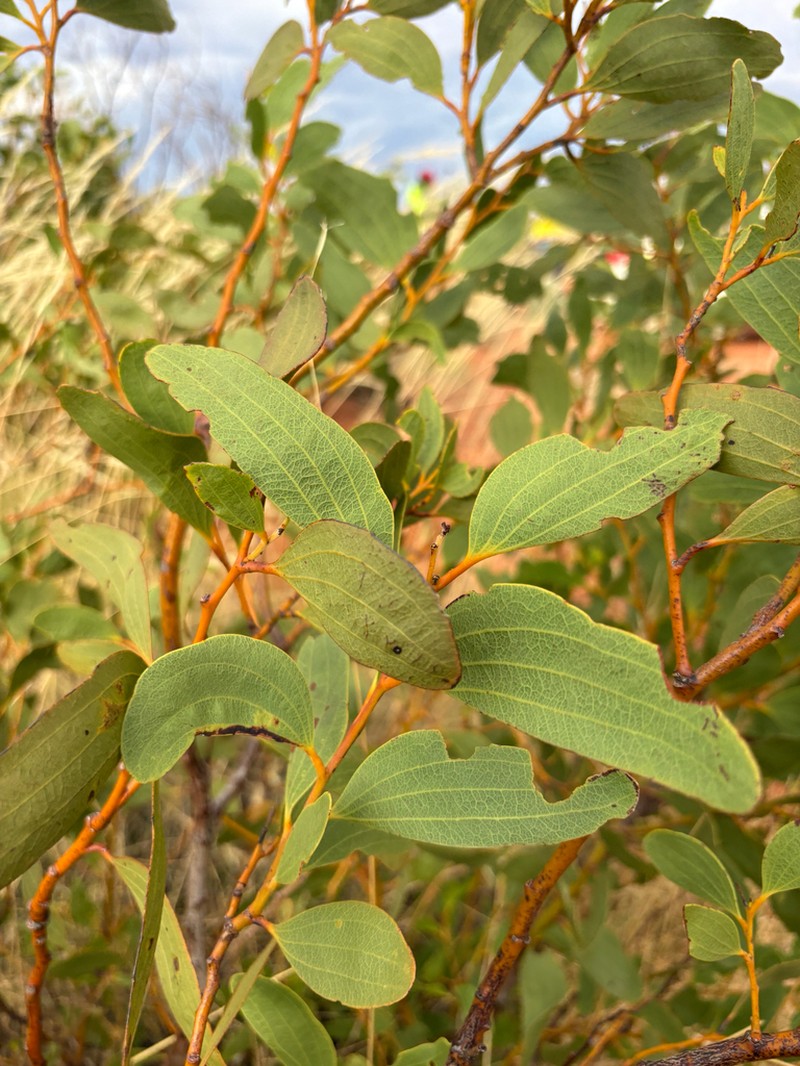 Acacia anaticeps photo 6