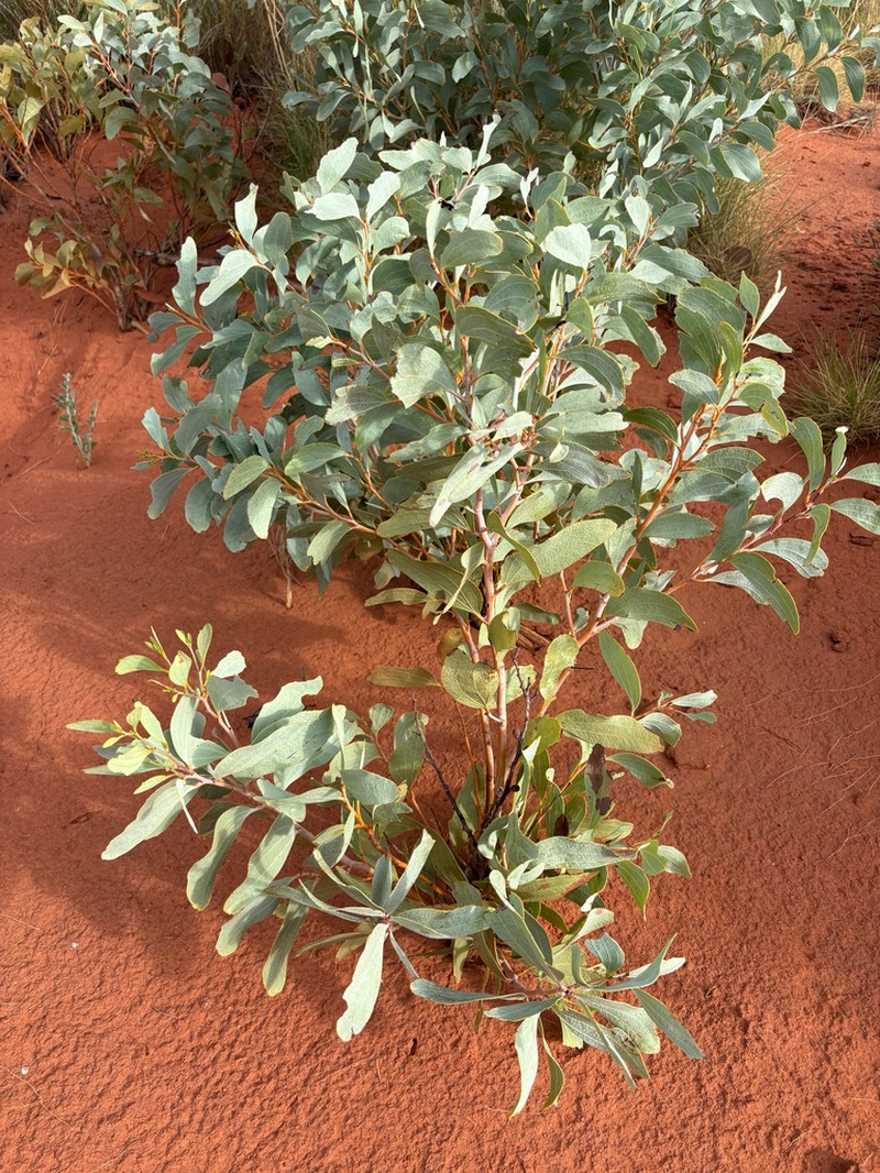 Acacia anaticeps photo 7