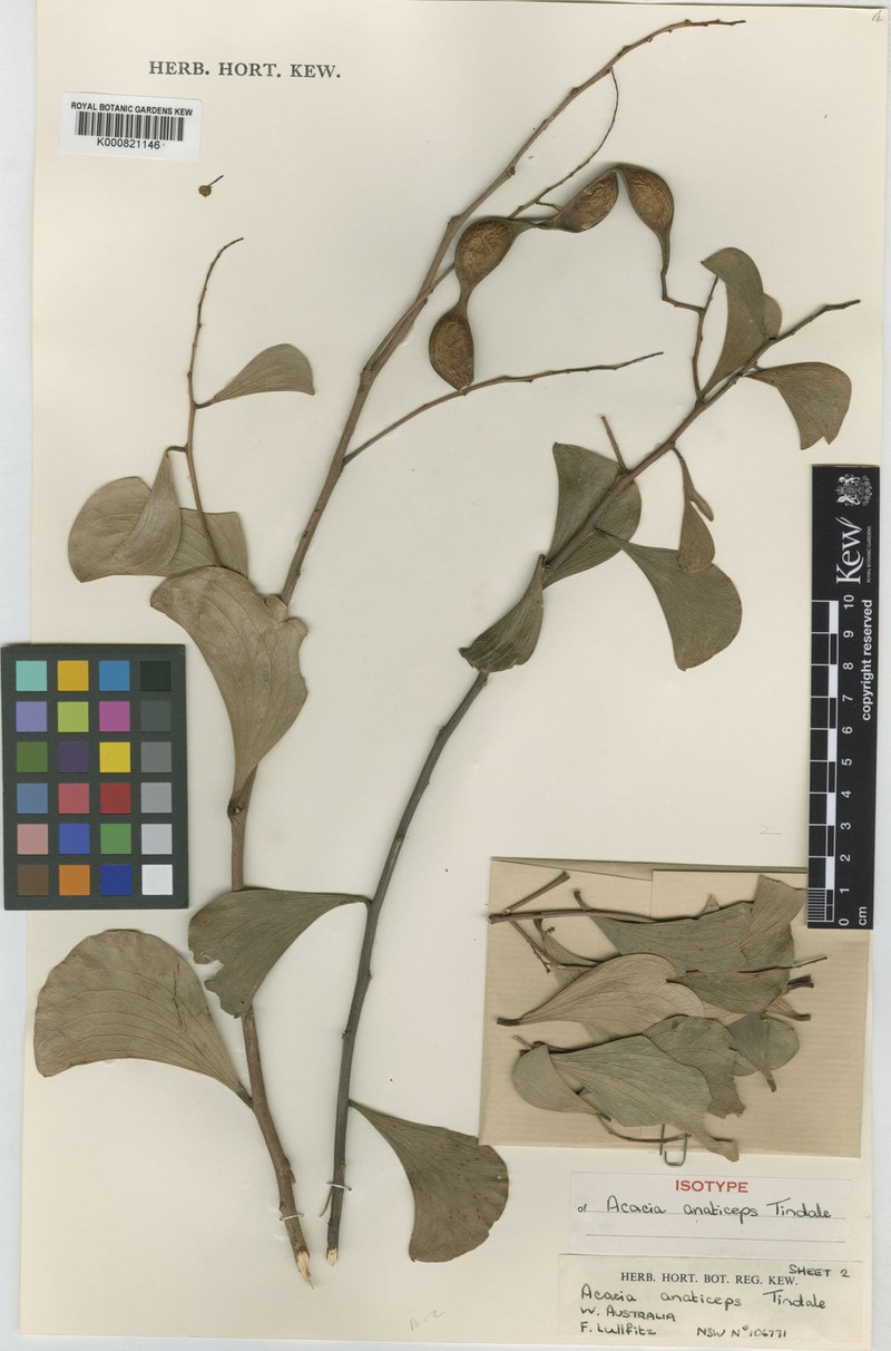 Acacia anaticeps