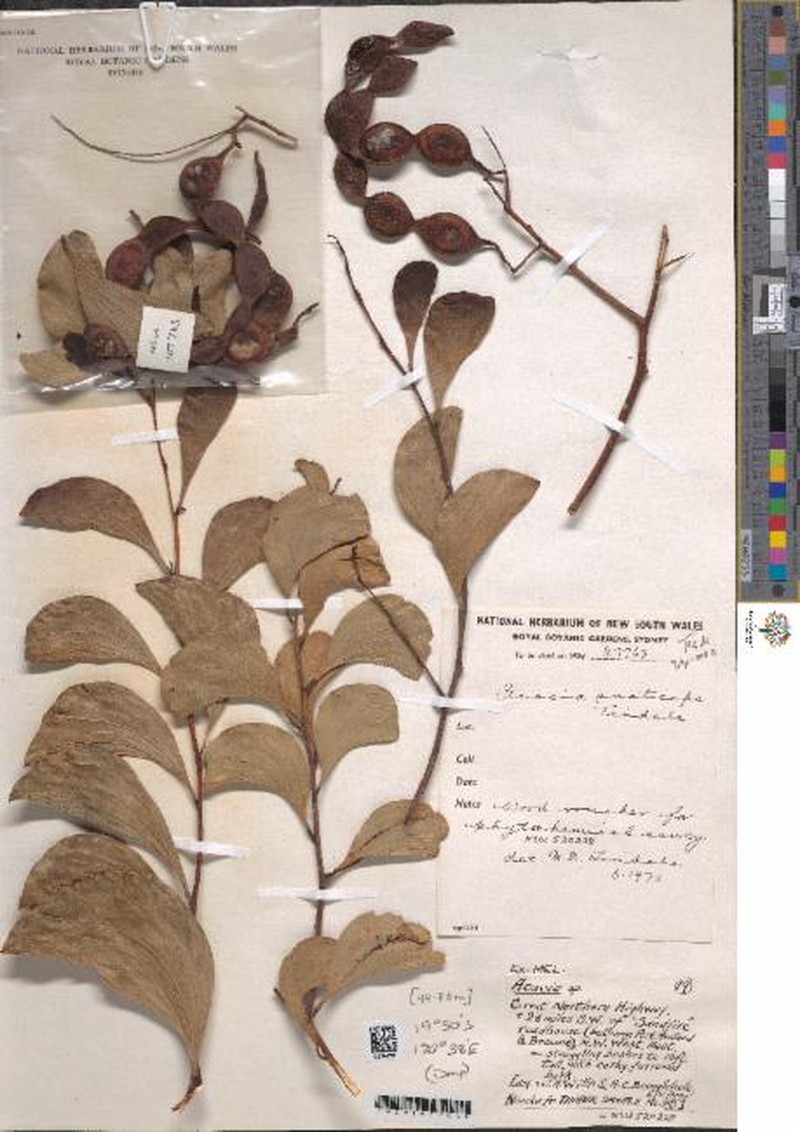 Acacia anaticeps photo 2