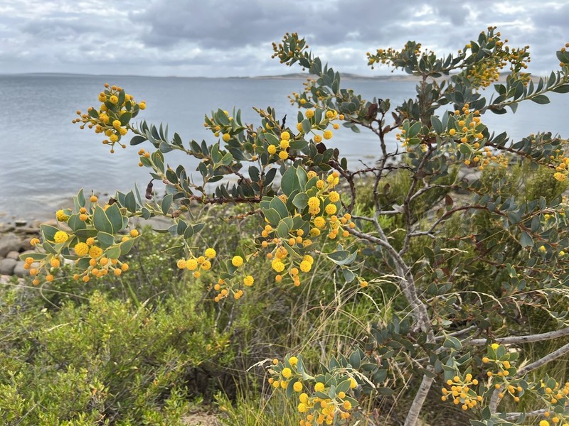 Acacia anceps photo 2