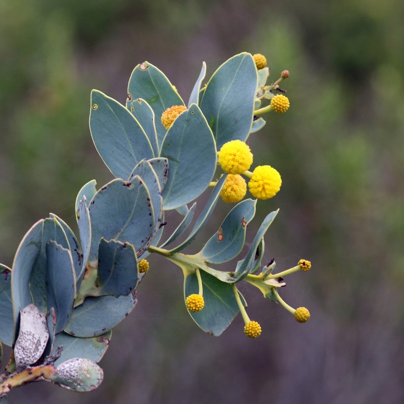 Acacia anceps photo 3