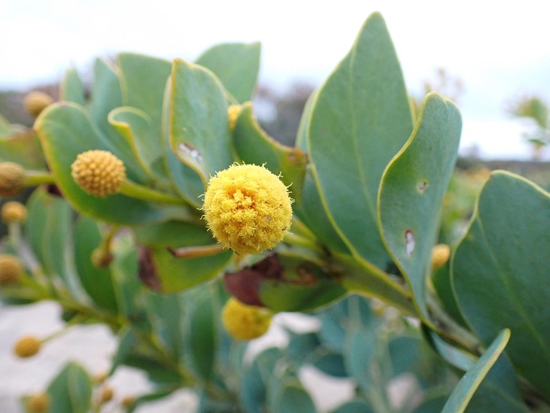 Acacia anceps photo 4