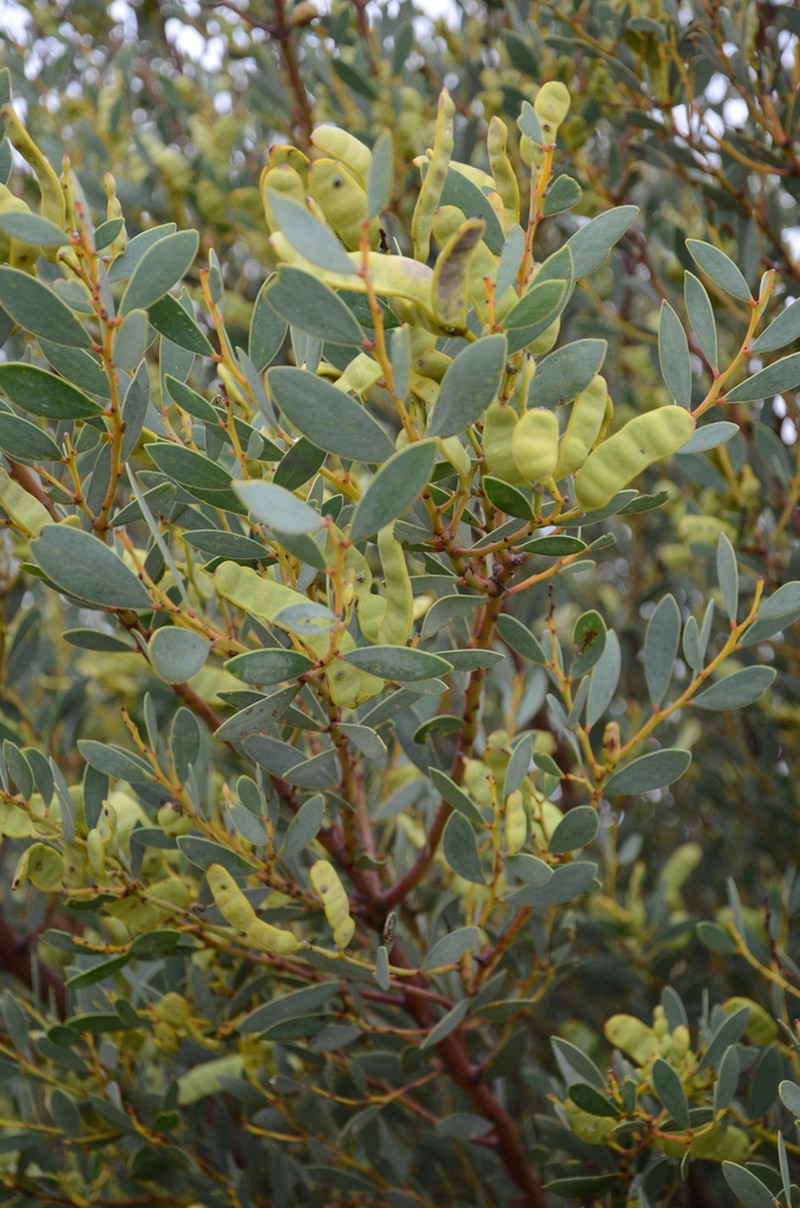 Acacia anceps photo 5