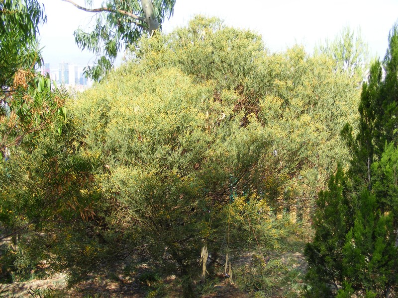 Acacia anceps photo 6