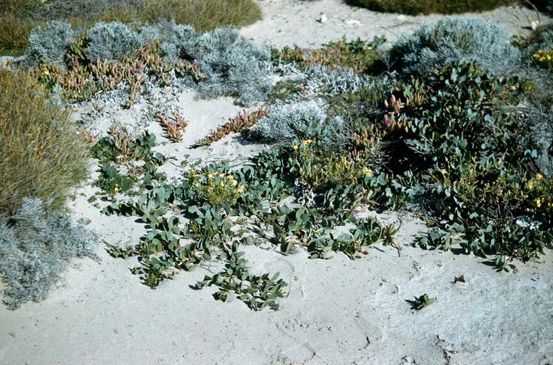 Acacia anceps photo 7