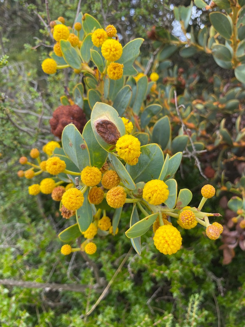 Acacia anceps photo 8