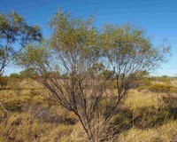 Acacia ancistrocarpa