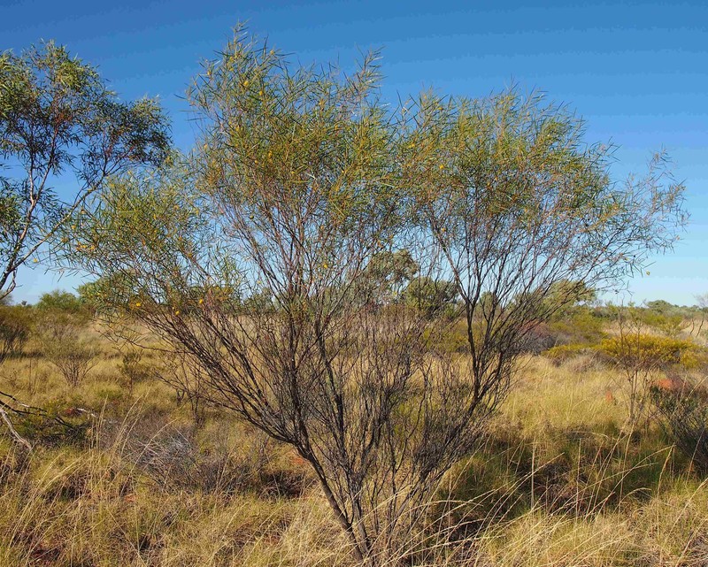 Acacia ancistrocarpa