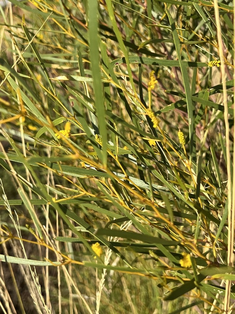 Acacia ancistrocarpa photo 2