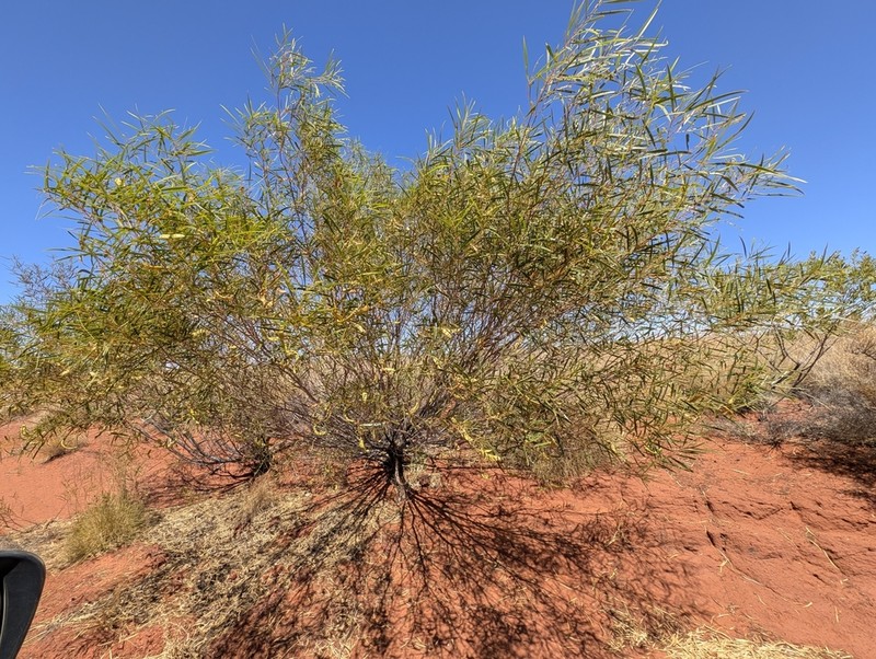 Acacia ancistrocarpa photo 3