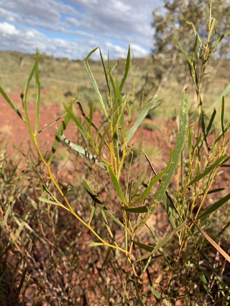 Acacia ancistrocarpa photo 4