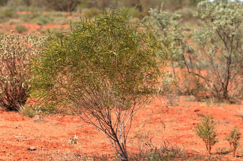 Acacia ancistrocarpa photo 5