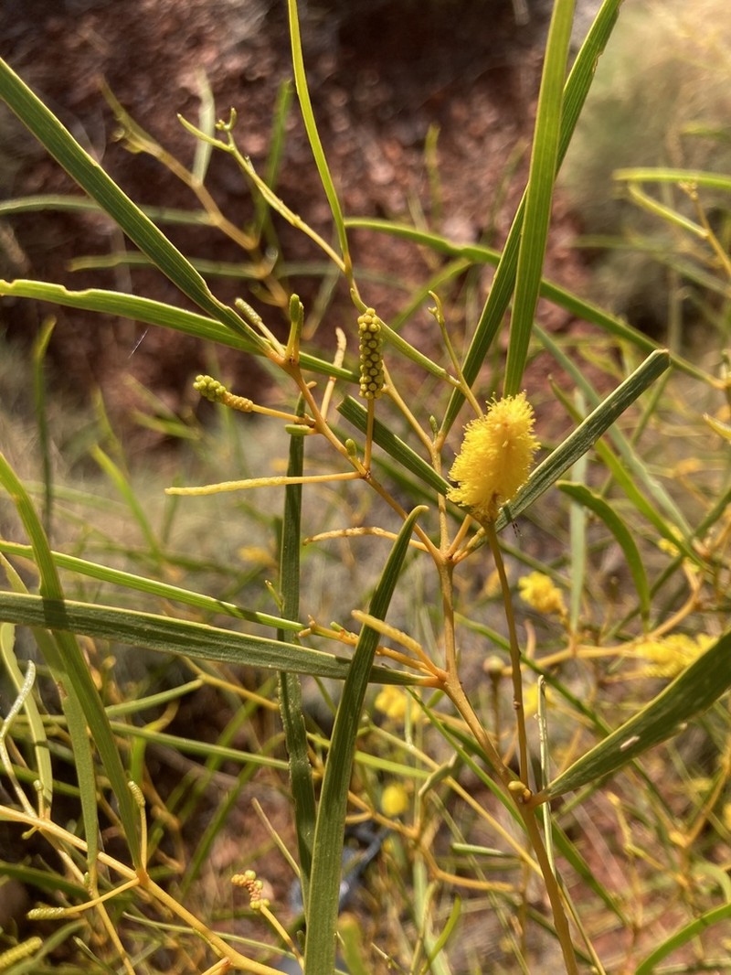 Acacia ancistrocarpa photo 6