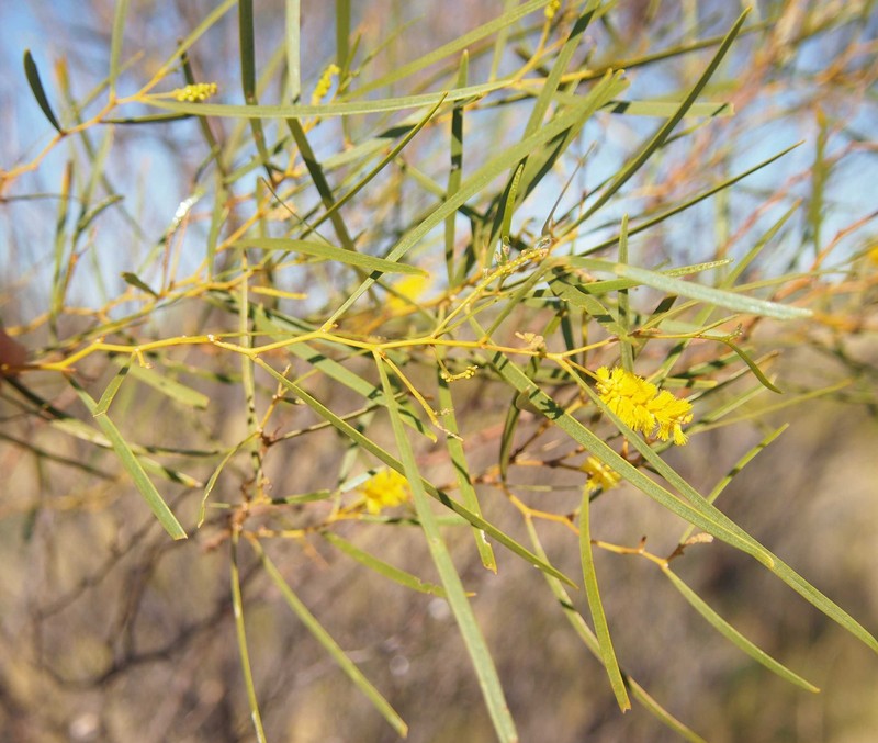 Acacia ancistrocarpa photo 7
