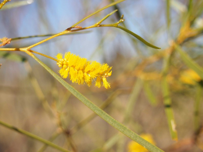 Acacia ancistrocarpa photo 8