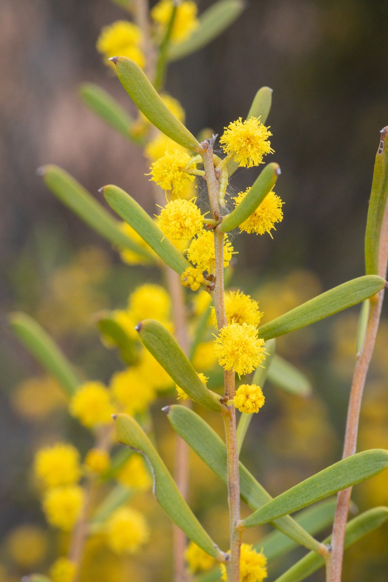 Acacia ancistrophylla photo 3