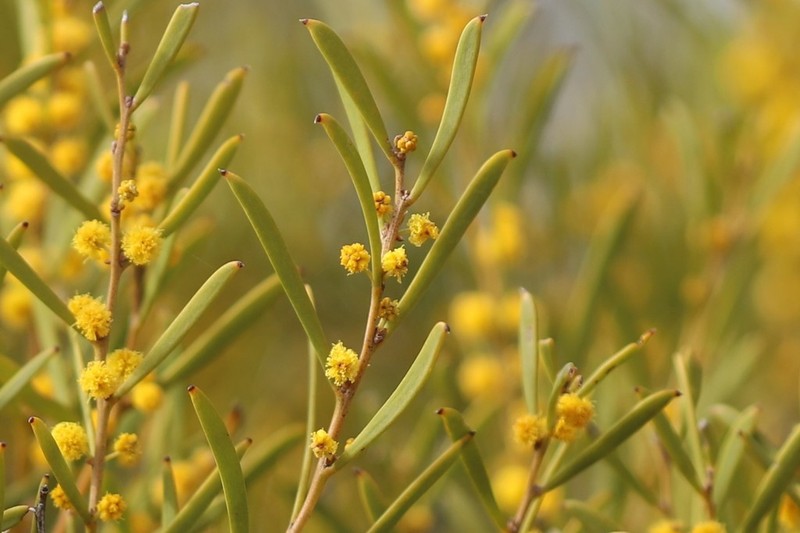 Acacia ancistrophylla photo 4