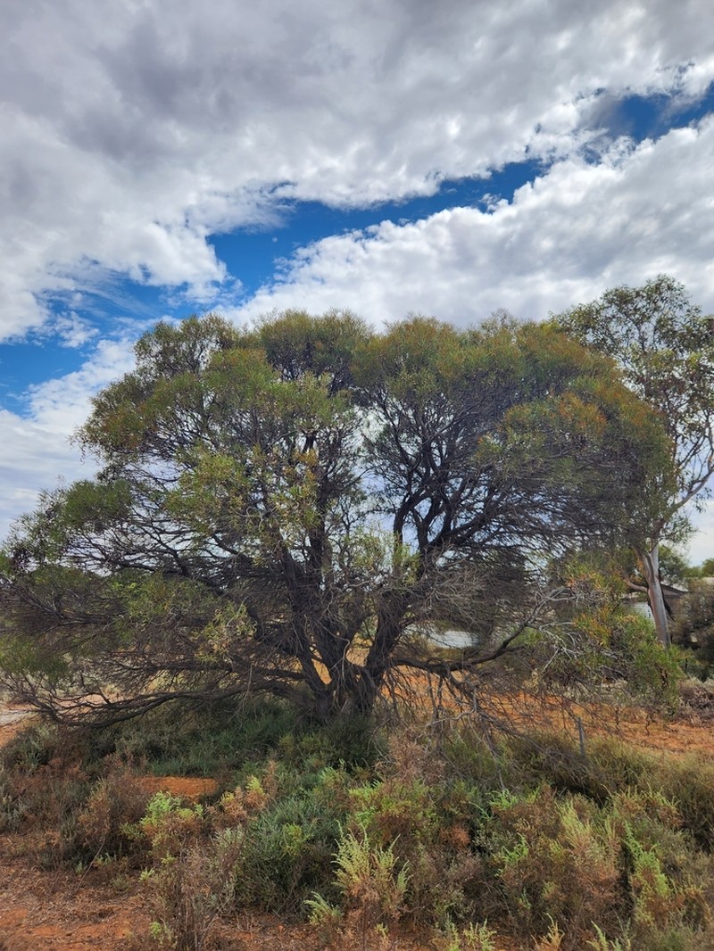 Acacia ancistrophylla photo 5