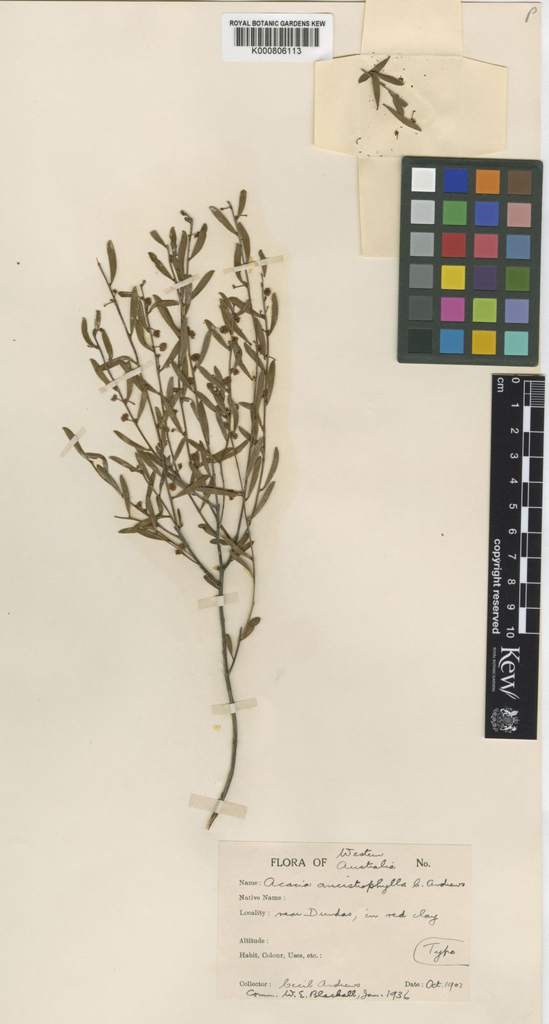 Acacia ancistrophylla