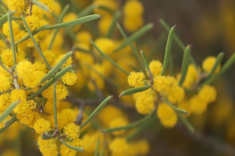 Acacia ancistrophylla photo 2