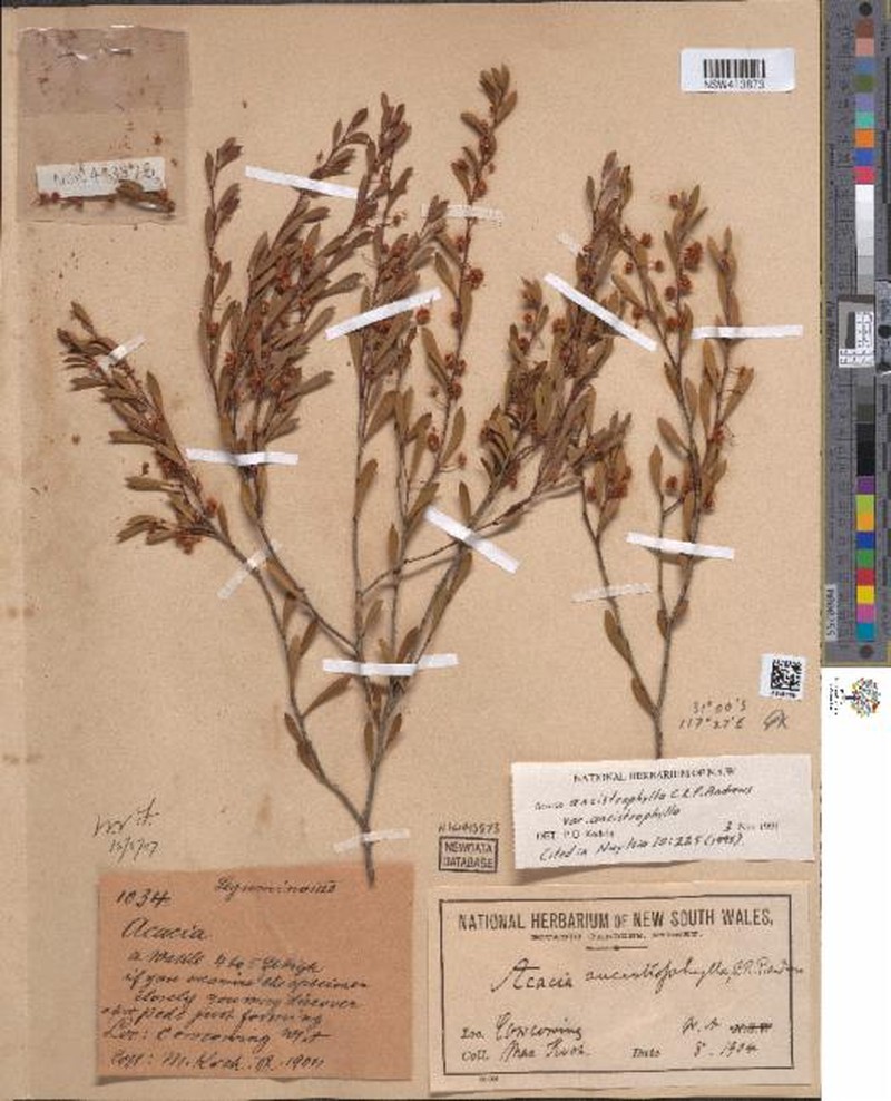 Acacia ancistrophylla var. ancistrophylla