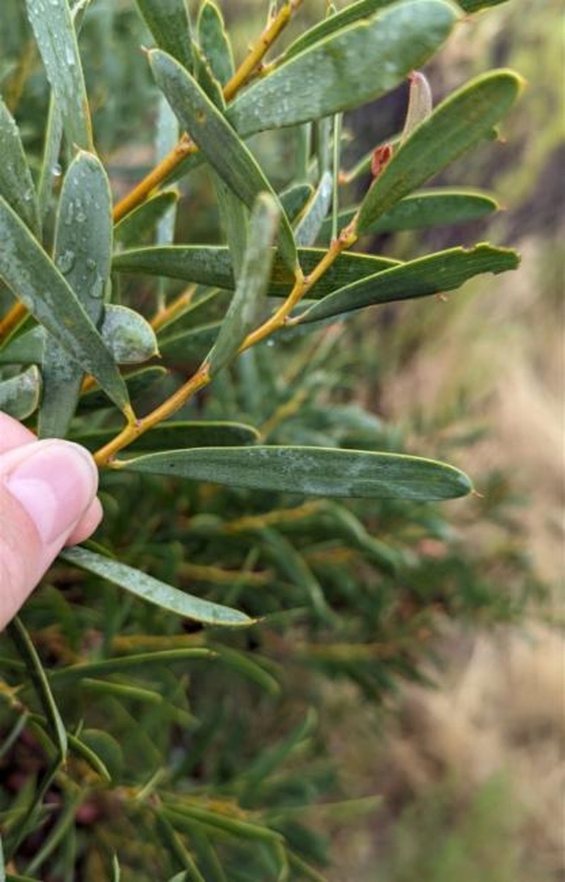 Acacia ancistrophylla var. lissophylla