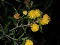 Acacia andrewsii