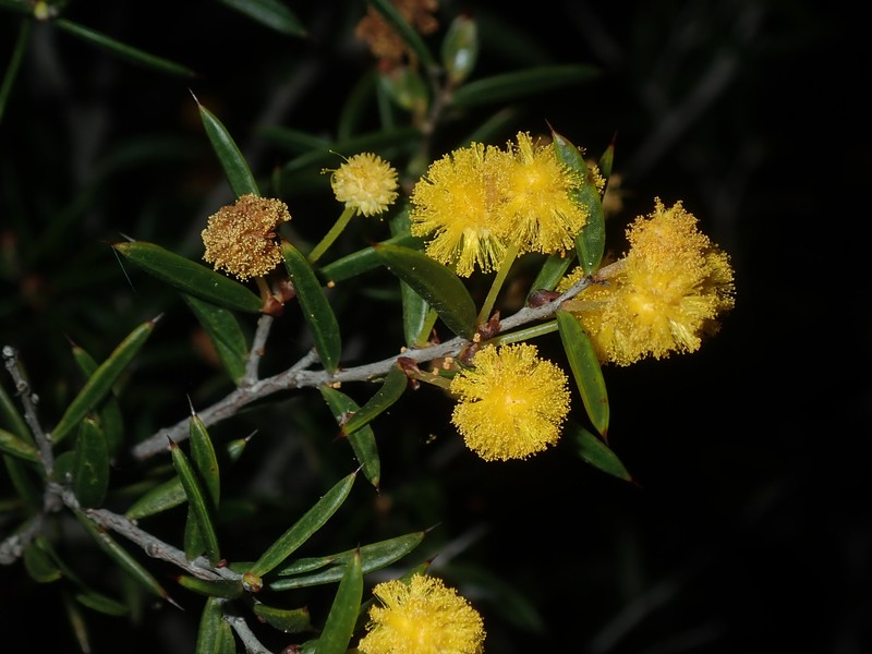 Acacia andrewsii