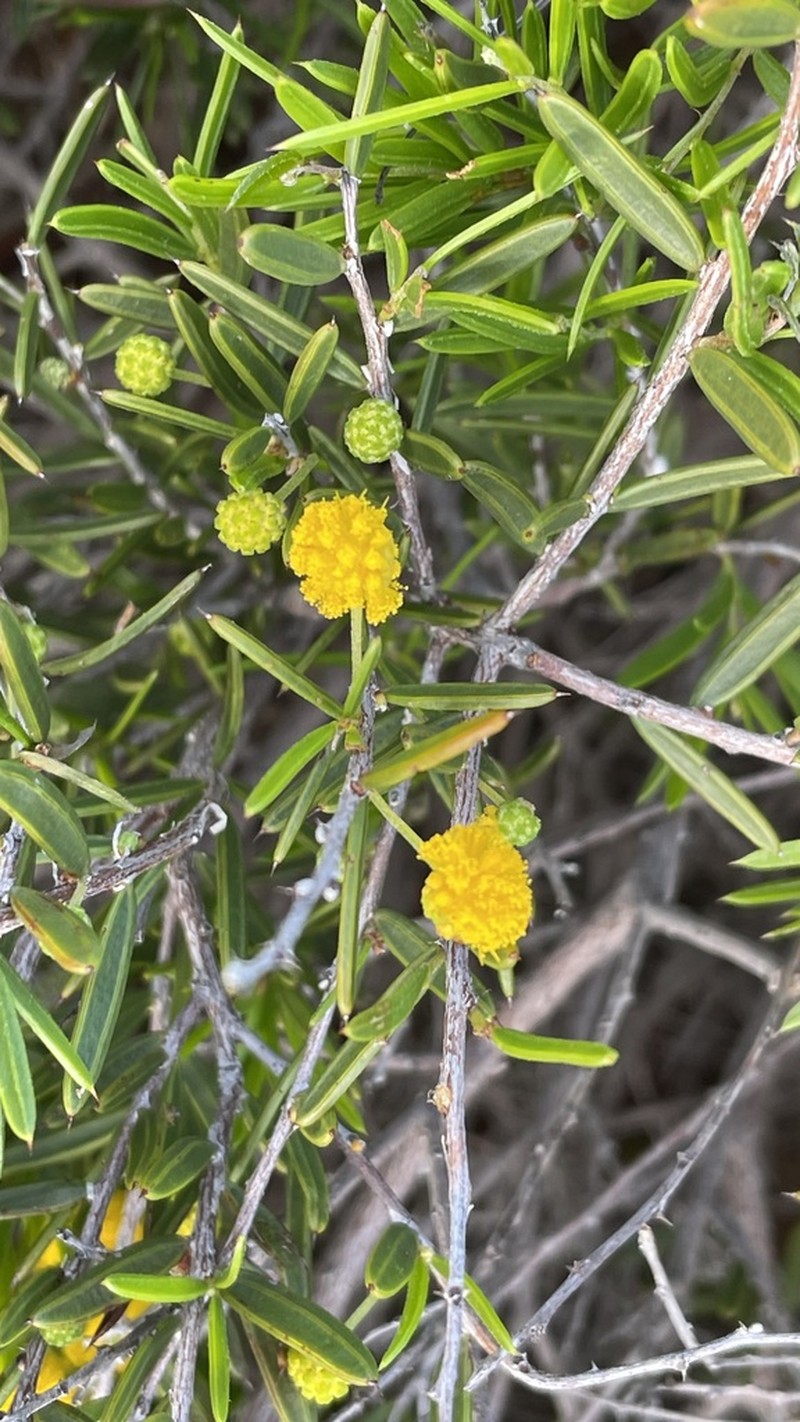 Acacia andrewsii photo 2