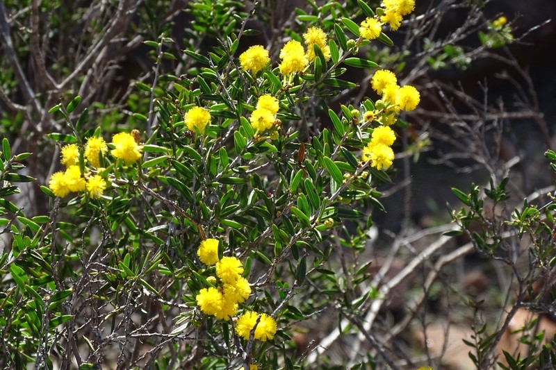 Acacia andrewsii photo 3