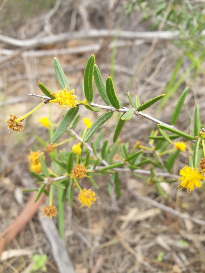 Acacia andrewsii photo 4