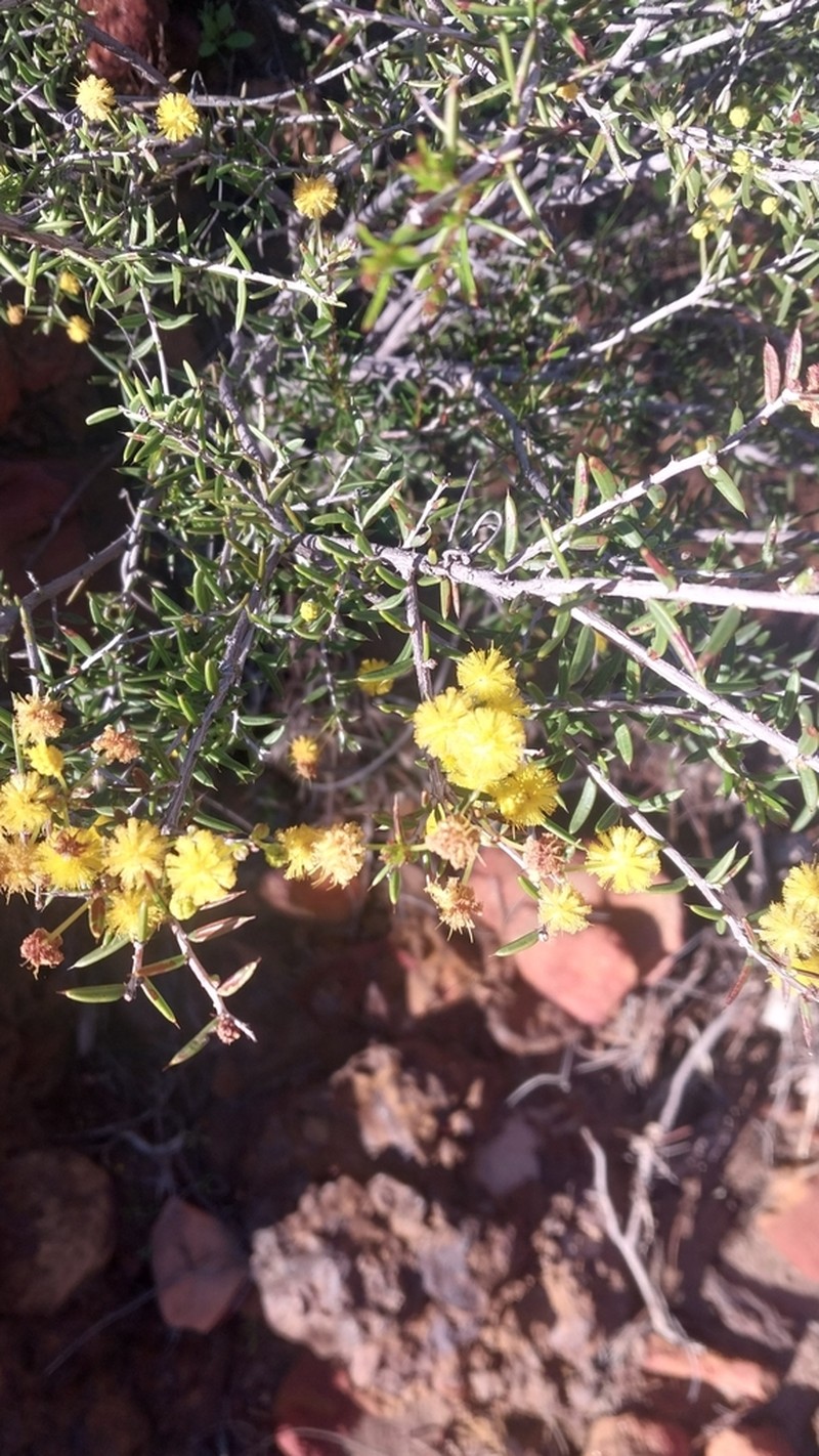 Acacia andrewsii photo 5