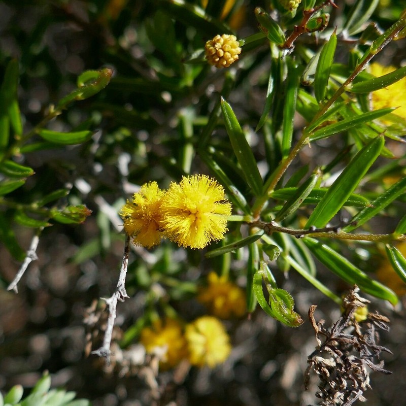 Acacia andrewsii photo 6