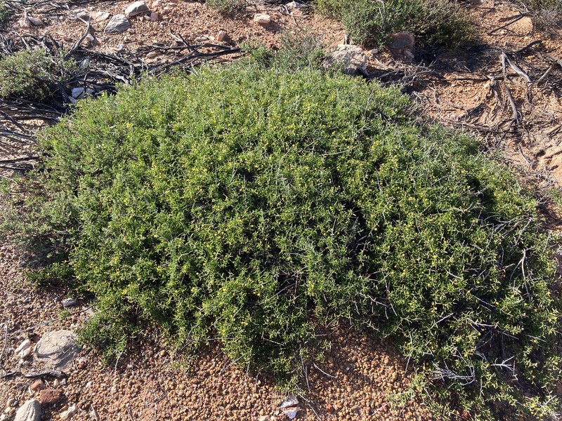Acacia andrewsii photo 7