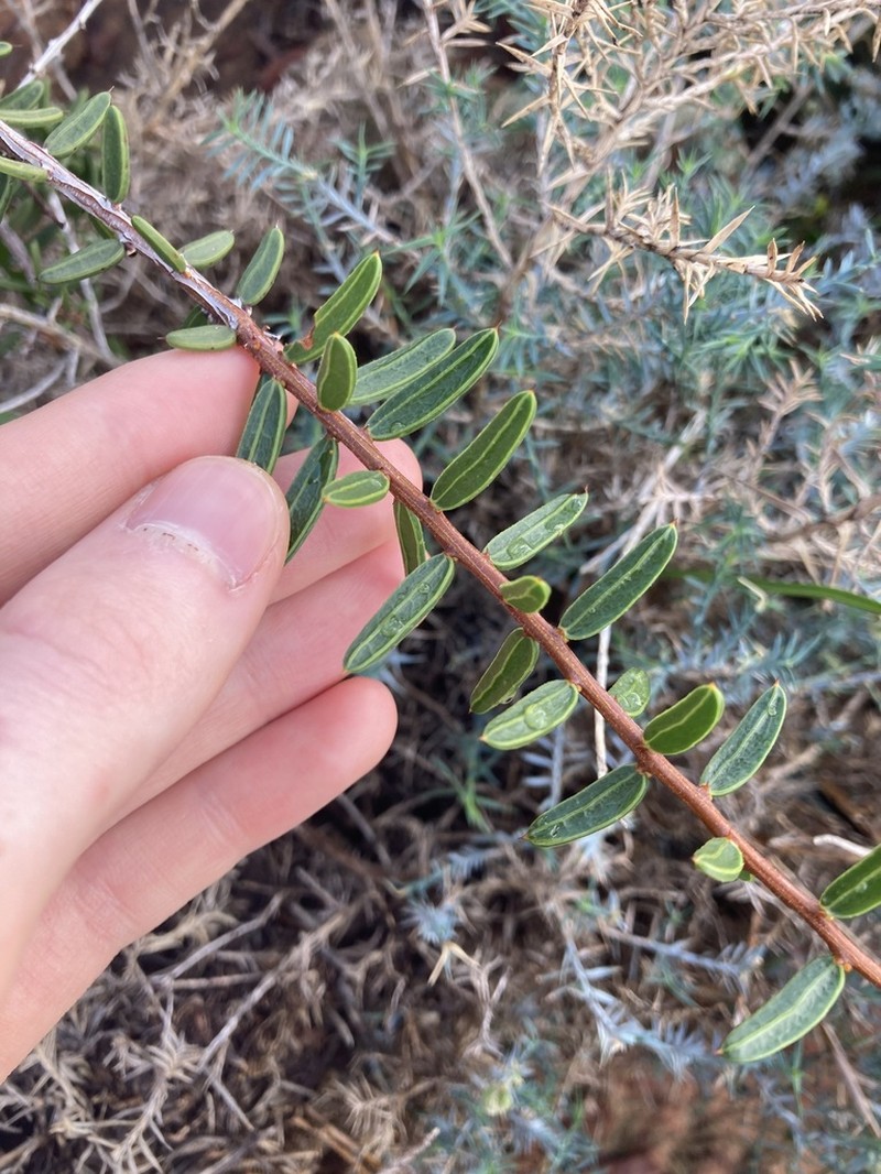 Acacia andrewsii photo 8
